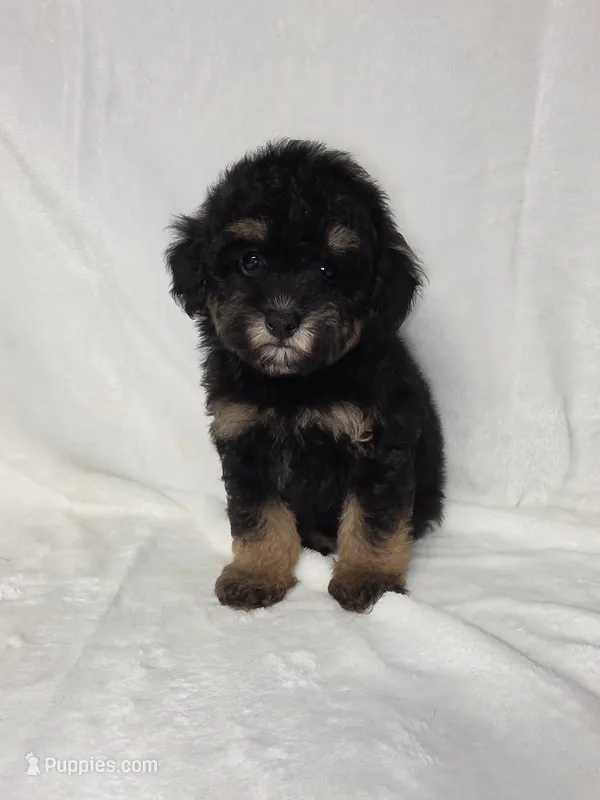 Lola – Poodle - Toy  puppy for sale in Dadeville, AL