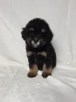 Lola, a male Poodle - Toy  for sale in Dadeville, AL – 1 of 5
