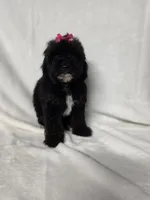 Onyx, a female Poodle - Toy  for sale in Dadeville, AL – 4 of 8