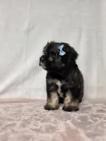 Laney , a female Miniature Schnauzer for sale in Dadeville, AL – 5 of 6