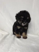 Lola, a male Poodle - Toy  for sale in Dadeville, AL – 3 of 5
