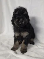Dan, a male Poodle - Toy  for sale in Dadeville, AL – 2 of 5