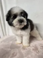 Ray , a female Miniature Schnauzer for sale in Dadeville, AL – 5 of 9