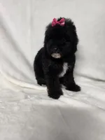 Onyx, a female Poodle - Toy  for sale in Dadeville, AL – 2 of 8