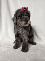 Judy , a female Poodle - Toy  for sale in Dadeville, AL – 3 of 6