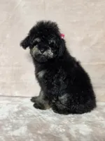 Laney , a female Poodle - Toy  for sale in Dadeville, AL – 4 of 8