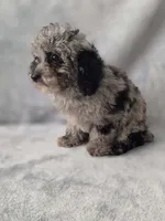 Kurry , a male Poodle - Toy  for sale in Dadeville, AL – 3 of 6