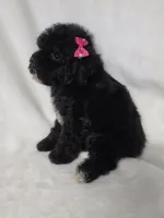 Onyx, a female Poodle - Toy  for sale in Dadeville, AL – 8 of 8