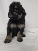 Dan, a male Poodle - Toy  for sale in Dadeville, AL – 5 of 5