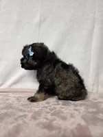 Laney , a female Miniature Schnauzer for sale in Dadeville, AL – 6 of 6