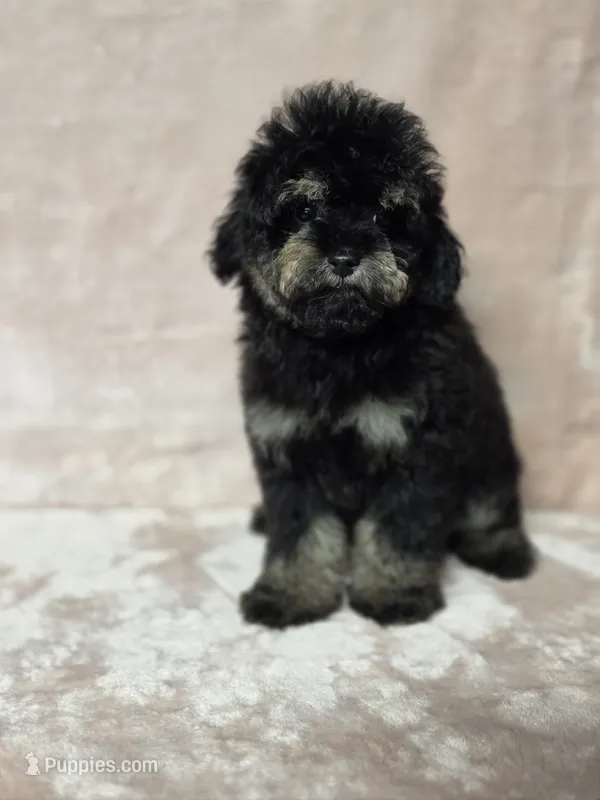 Laney  – Poodle - Toy  puppy for sale in Dadeville, AL