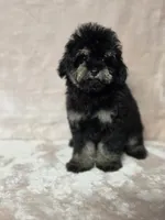 Laney , a female Poodle - Toy  for sale in Dadeville, AL – 1 of 8