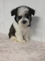 Ray , a female Miniature Schnauzer for sale in Dadeville, AL – 4 of 9