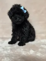 Gail, a female Poodle - Toy  for sale in Dadeville, AL – 6 of 7