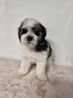 Ray , a female Miniature Schnauzer for sale in Dadeville, AL – 8 of 9