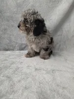 Kurry , a male Poodle - Toy  for sale in Dadeville, AL – 5 of 6