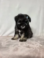 Laney , a female Miniature Schnauzer for sale in Dadeville, AL – 2 of 6