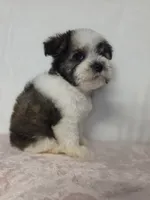 Ray , a female Miniature Schnauzer for sale in Dadeville, AL – 9 of 9
