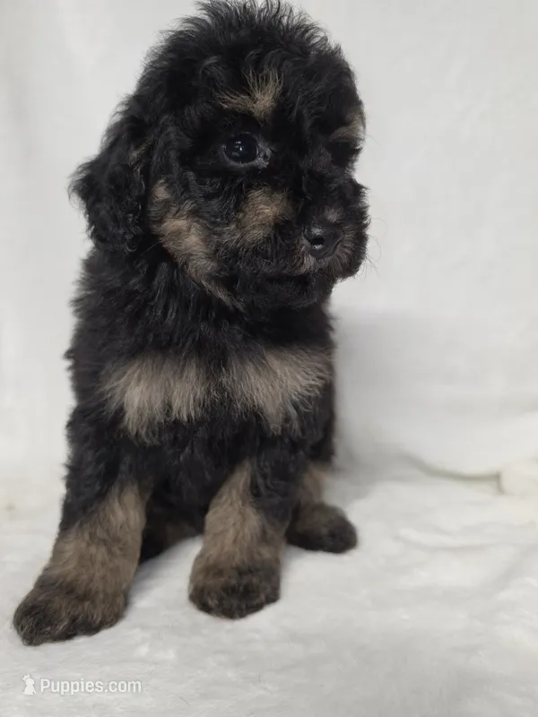 Dan – Poodle - Toy  puppy for sale in Dadeville, AL