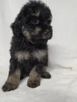 Dan, a male Poodle - Toy  for sale in Dadeville, AL – 1 of 5