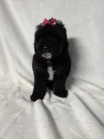 Onyx, a female Poodle - Toy  for sale in Dadeville, AL – 6 of 8