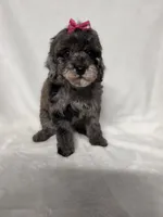 Judy , a female Poodle - Toy  for sale in Dadeville, AL – 6 of 6