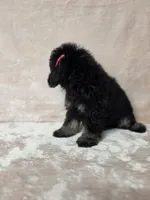 Laney , a female Poodle - Toy  for sale in Dadeville, AL – 8 of 8