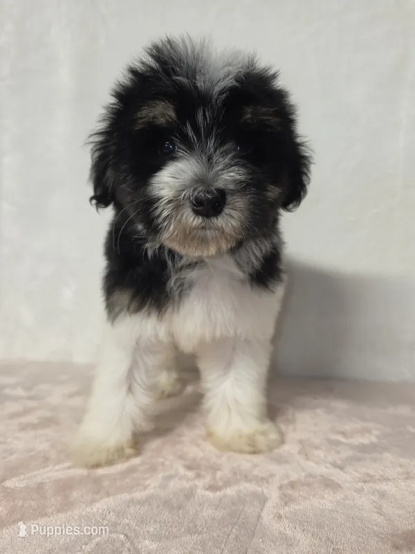 Jane  – Miniature Schnauzer puppy for sale in Dadeville, AL