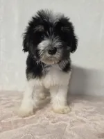 Jane , a female Miniature Schnauzer for sale in Dadeville, AL – 1 of 7
