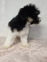 Jane , a female Miniature Schnauzer for sale in Dadeville, AL – 3 of 7