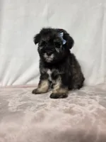 Laney , a female Miniature Schnauzer for sale in Dadeville, AL – 4 of 6