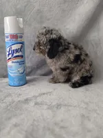 Kurry , a male Poodle - Toy  for sale in Dadeville, AL – 4 of 6