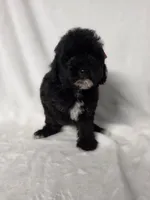Onyx, a female Poodle - Toy  for sale in Dadeville, AL – 7 of 8