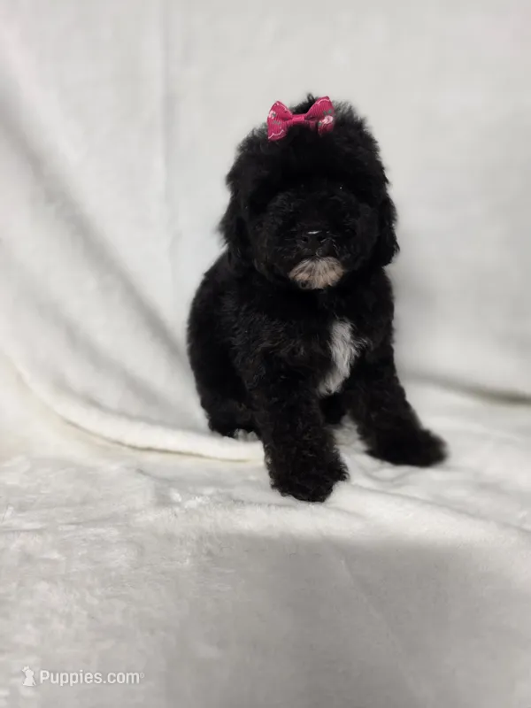 Onyx, a female Poodle - Toy  for sale in Dadeville, AL – 1 of 8
