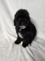 Onyx, a female Poodle - Toy  for sale in Dadeville, AL – 5 of 8