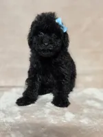 Gail, a female Poodle - Toy  for sale in Dadeville, AL – 5 of 7