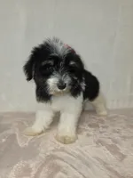 Jane , a female Miniature Schnauzer for sale in Dadeville, AL – 6 of 7