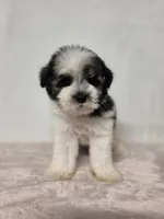 Ray , a female Miniature Schnauzer for sale in Dadeville, AL – 7 of 9