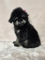Laney , a female Poodle - Toy  for sale in Dadeville, AL – 6 of 8