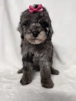 Judy , a female Poodle - Toy  for sale in Dadeville, AL – 4 of 6