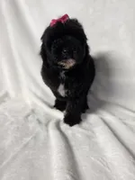 Onyx, a female Poodle - Toy  for sale in Dadeville, AL – 3 of 8