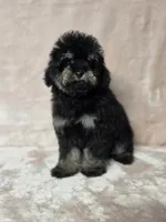 Laney , a female Poodle - Toy  for sale in Dadeville, AL – 2 of 8