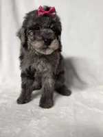 Judy , a female Poodle - Toy  for sale in Dadeville, AL – 5 of 6