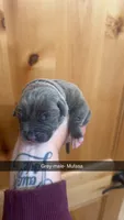 Grey collar Mufasa, a male American Bully for sale in Roy, WA – 3 of 5