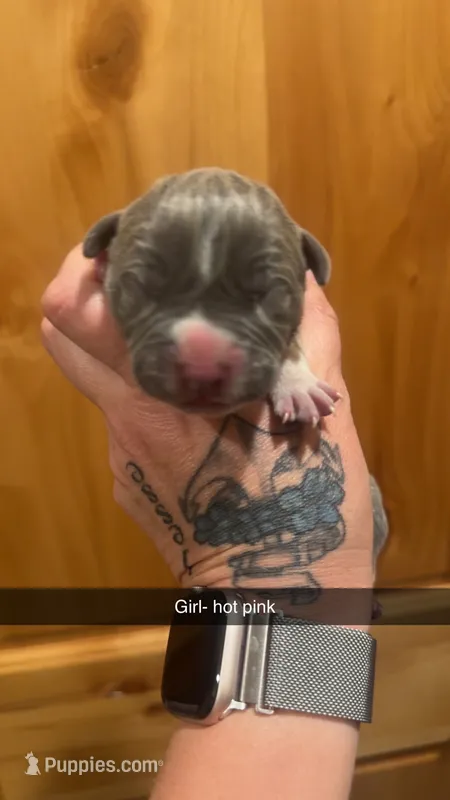 Hot pink - Zira  – American Bully puppy for sale in Roy, WA