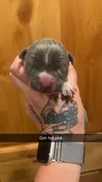 Hot pink - Zira , a male American Bully for sale in Roy, WA – 1 of 5