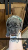 Green collar - Banzai, a male American Bully for sale in Roy, WA – 4 of 5