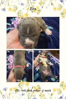 Hot pink - Zira , a male American Bully for sale in Roy, WA – 5 of 5