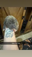 Grey collar Mufasa, a male American Bully for sale in Roy, WA – 4 of 5