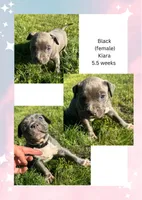 Black- Kiara , a female American Bully for sale in Roy, WA – 8 of 8